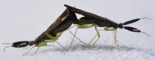 Réf. 306 111 : Heterotoma planicornis